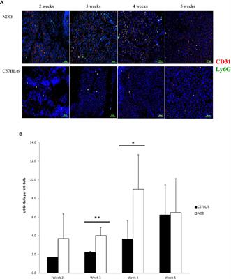 Neutrophil-Associated Inflammatory Changes in the Pre-Diabetic Pancreas of Early-Age NOD Mice